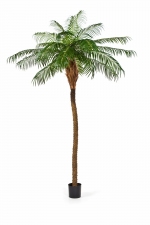 Phoenix palm De Luxe 225cm
